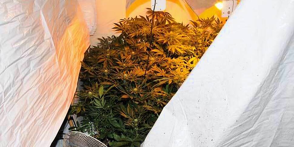 Some €45,000 of cannabis plant...