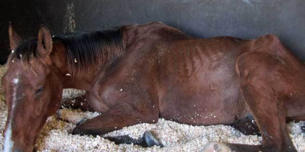 ISPCA warns horse owners after...