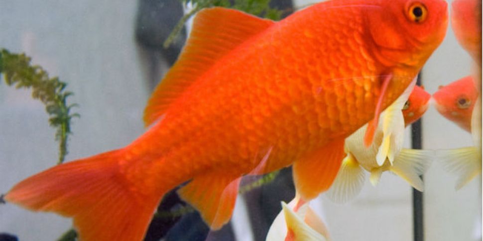 Goldfish lifesaving surgery go...