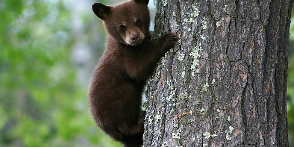 'Therapeutic' bear causes rabies scare | Newstalk