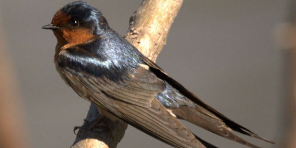 VIDEO: Clever swallows learn t...