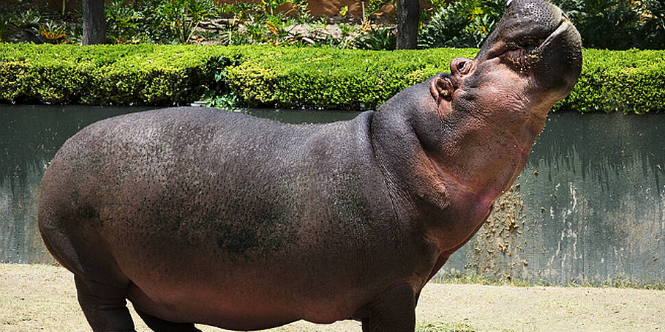 Dead drug lord&#39;s hippo...