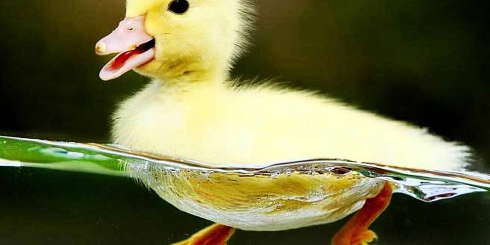 Gardaí rescue baby ducks stuck...