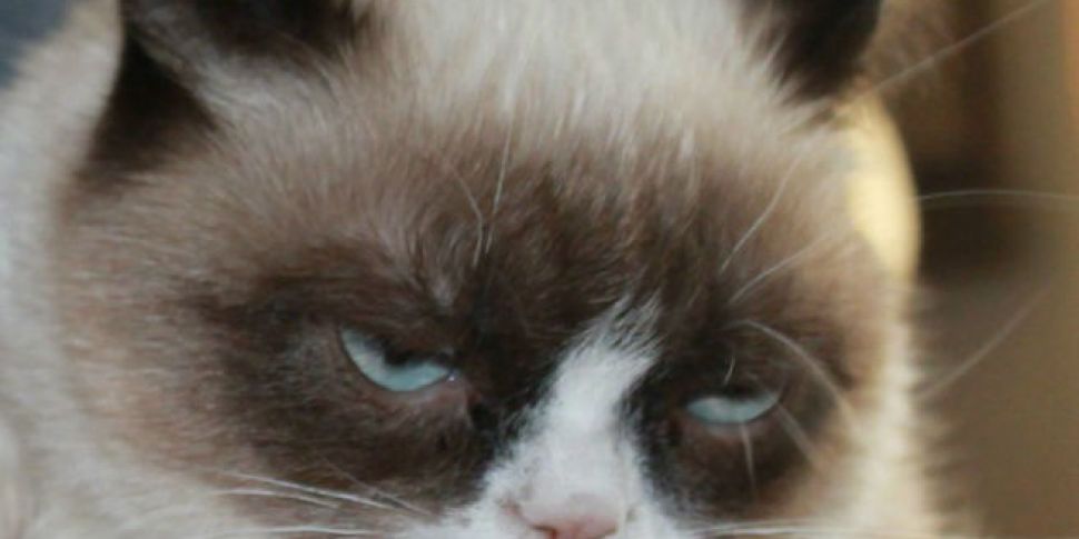 Grumpy Cat not amused by big s...