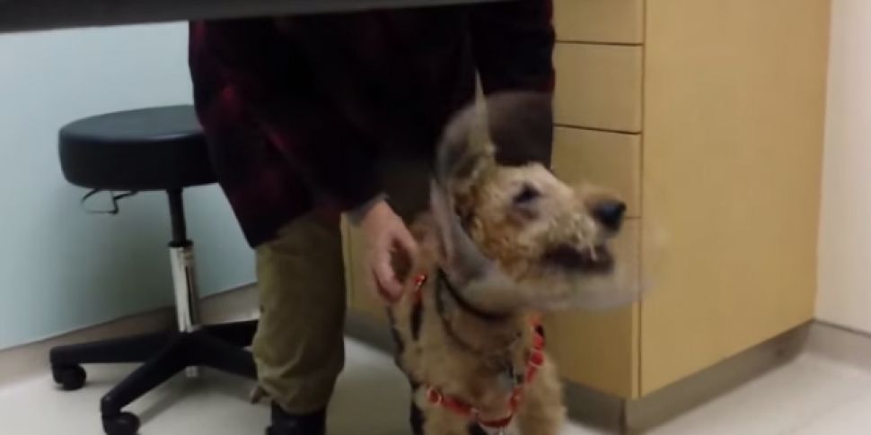 VIDEO: Dog sees owners for fir...