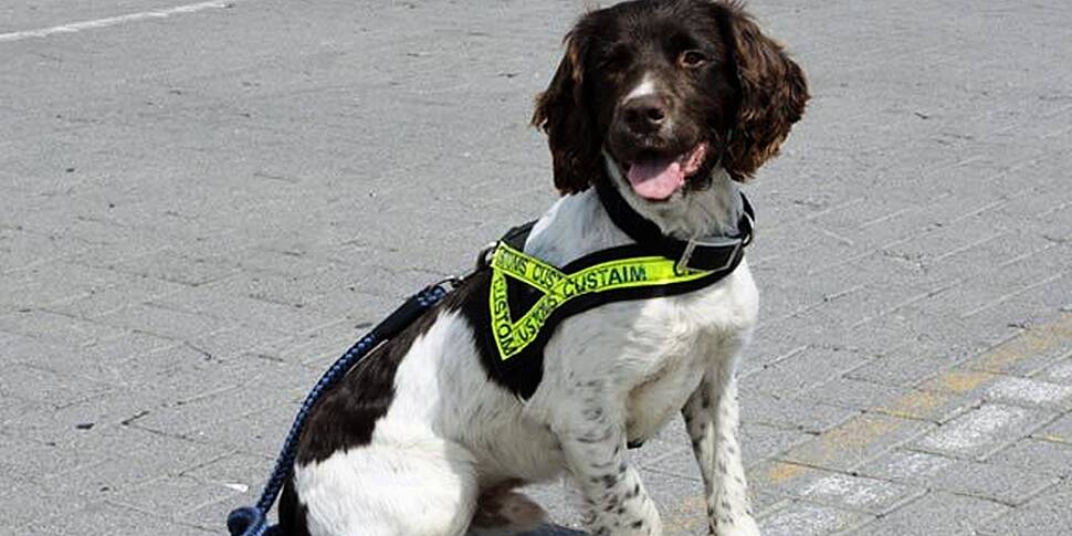 Customs dog finds Wexford drug...