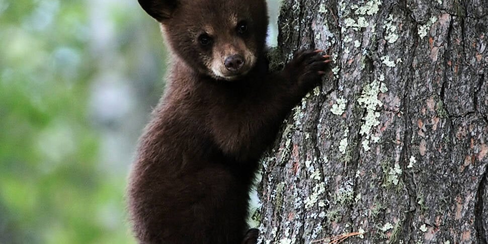 Bear cub gets head stuck in co...