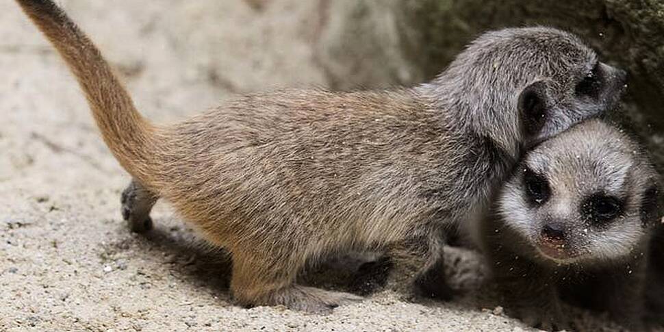 Dublin Zoo welcomes two new me...