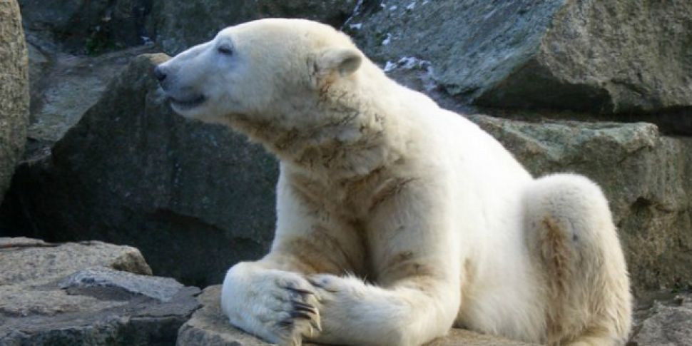 &#39;Worlds saddest polar...