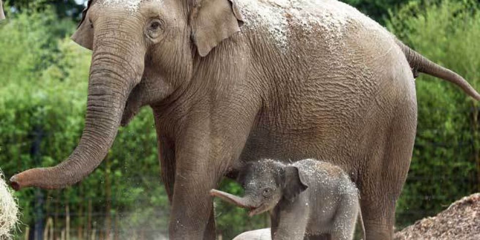 Dublin Zoo welcomes new elepha...