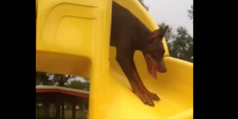 This dog attempting to go down...