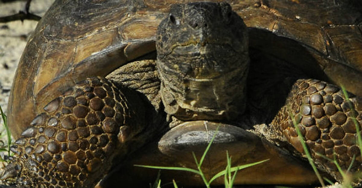 San Diego Zoo says goodbye to 150-year-old tortoise | Newstalk