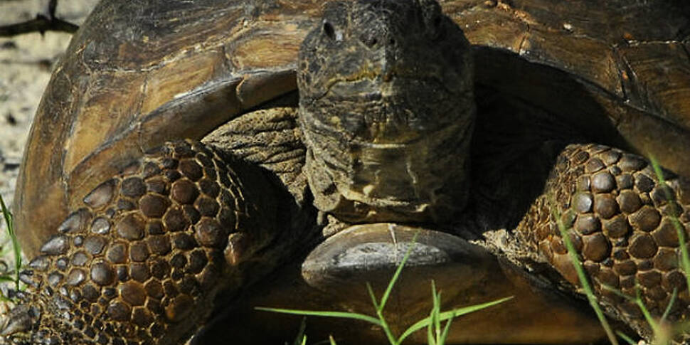 Police discover giant tortoise...