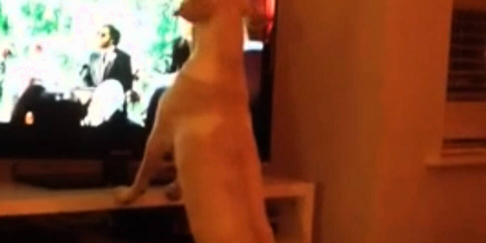 Dundalk dog sings along to Ala...