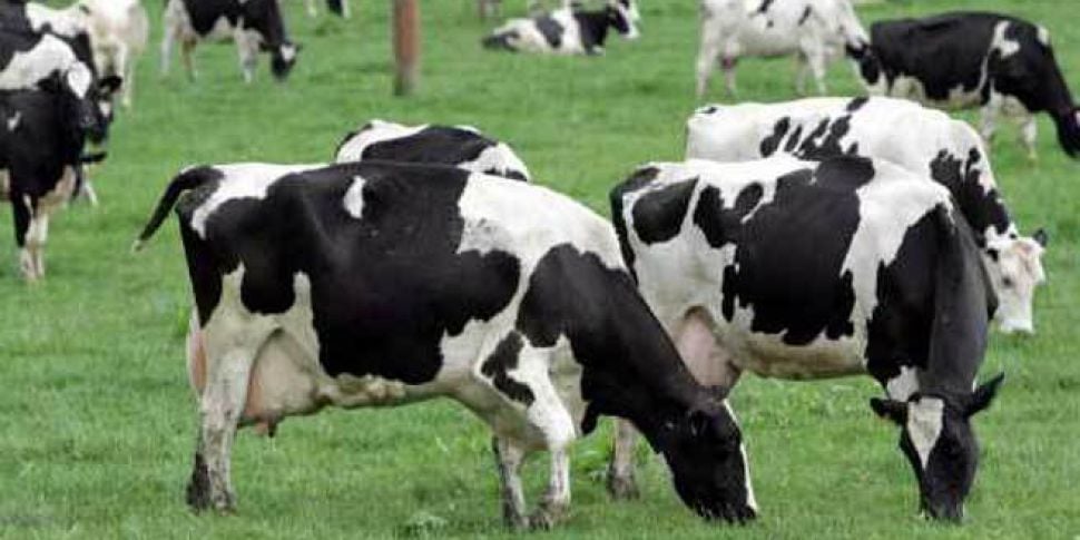 Can Irish dairy farmers recove...
