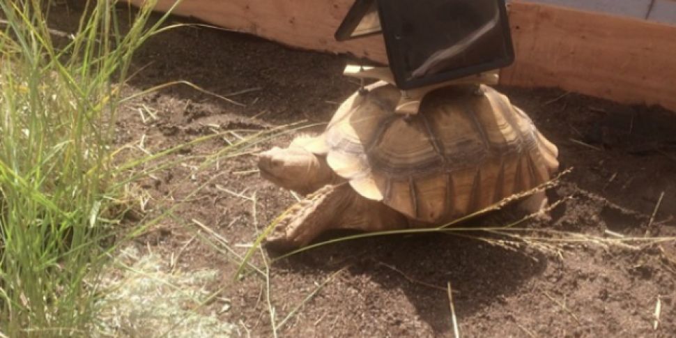 Museum exhibition featuring tortoises wearing iPads prompts anger from animal  rights activists | Newstalk