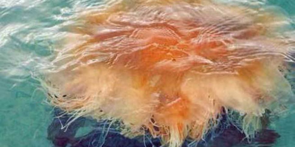 Warning over more jellyfish in...