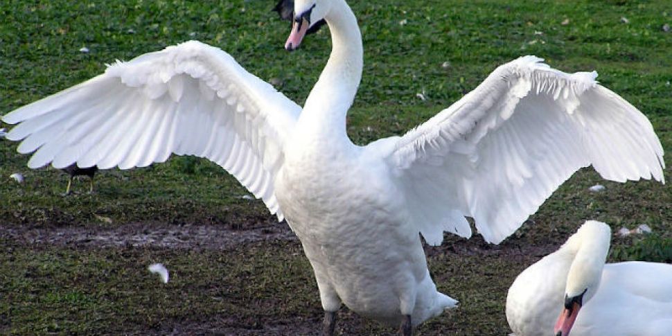 Vicious swan named &#39;As...