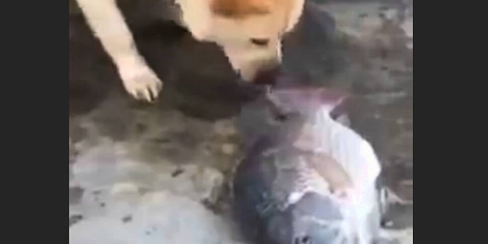 This heroic dog tries his best...