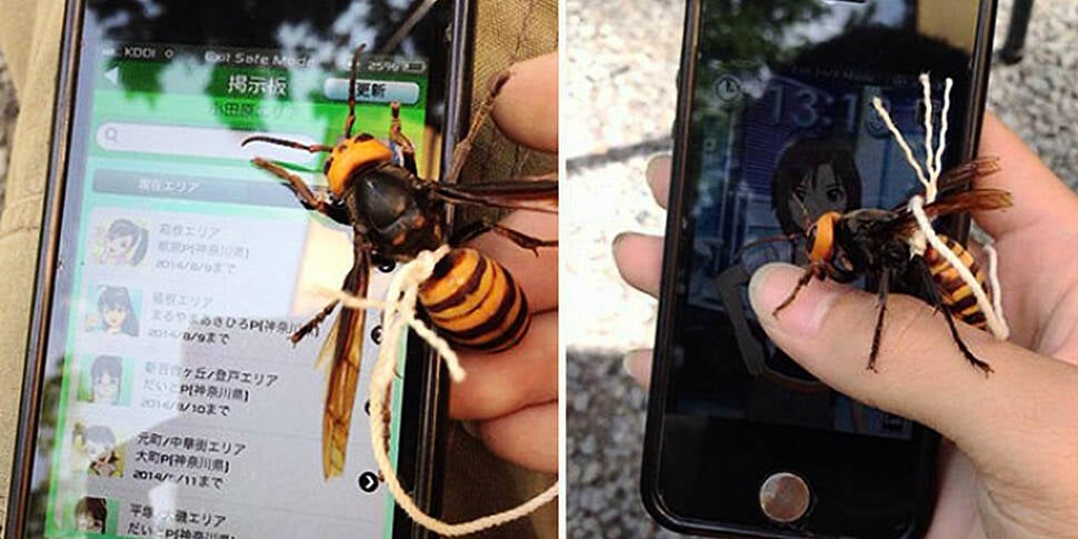 Man tames giant hornet and kee...