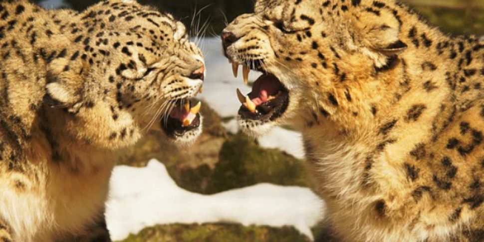 Woman kills leopard with sickl...