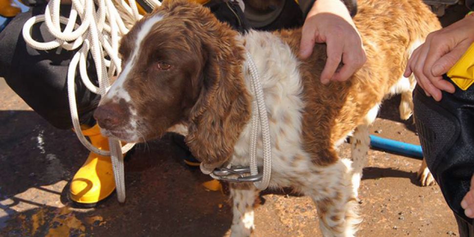 Dog rescued from sea cliffs by...