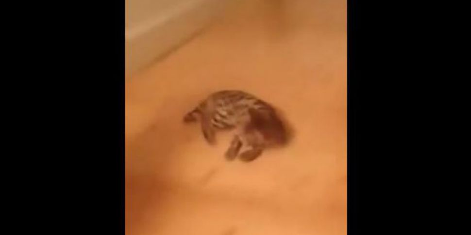 VIDEO: This cat just can’t get...