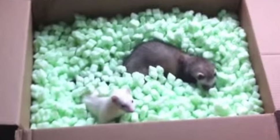 These two ferrets are having t...