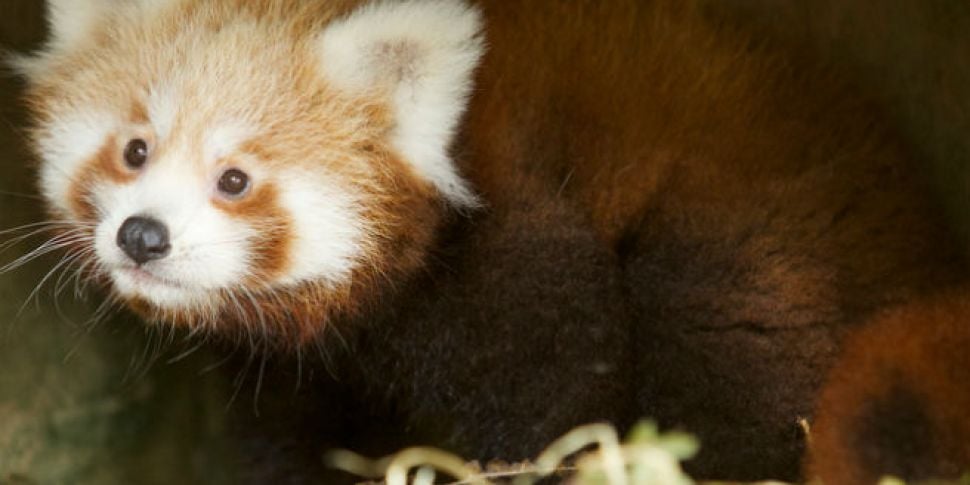 Want to name the new red panda...