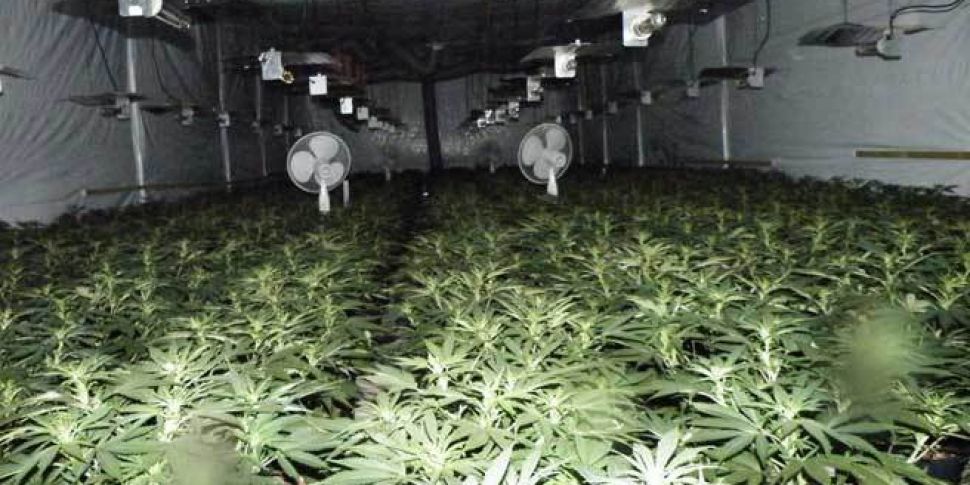 Cannabis growhouse gardener ge...