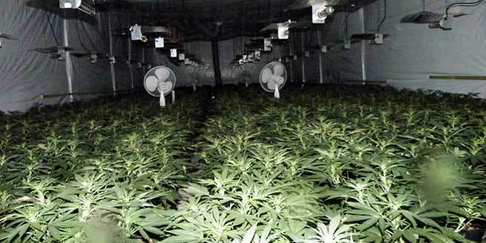 Cannabis growhouse gardener ge...