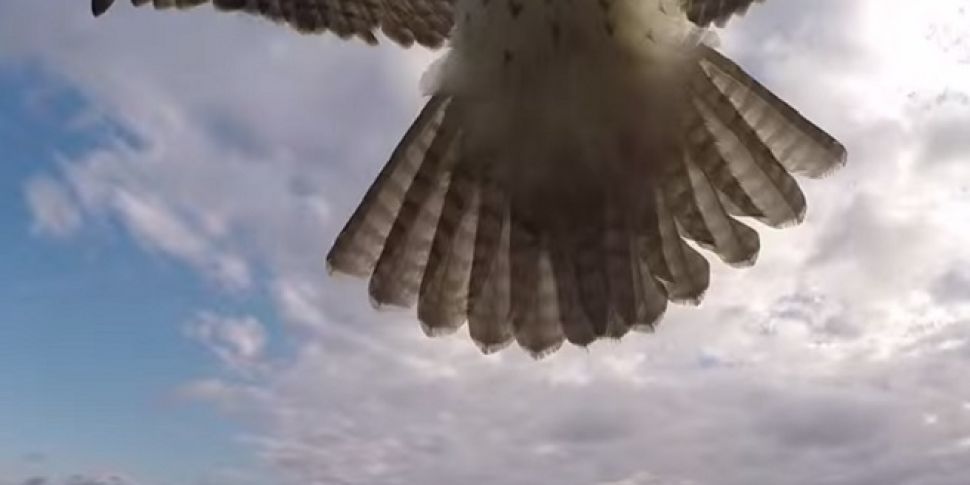 Hawk attacks drone - guess who...