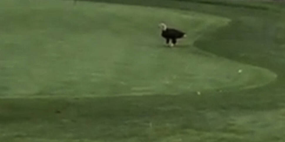 VIDEO: Eagle steals golf ball,...