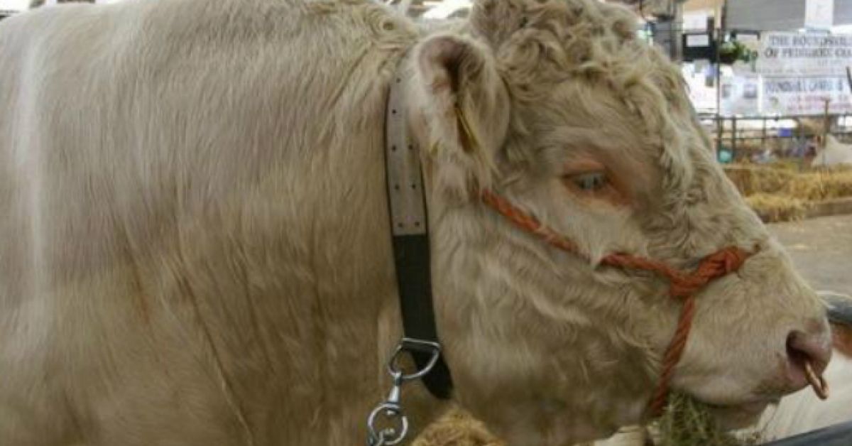 Benjy the gay bull to settle in his new home in England tomorrow | Newstalk