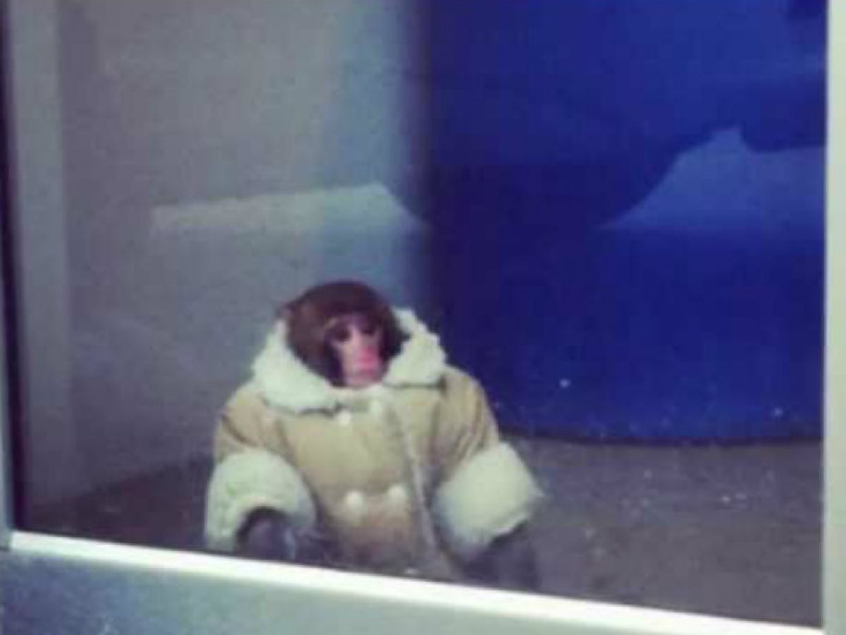 IKEA Monkey  Know Your Meme