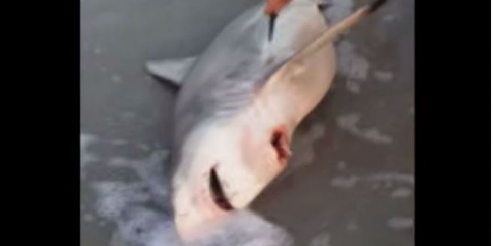 VIDEO: Three live shark pups c...