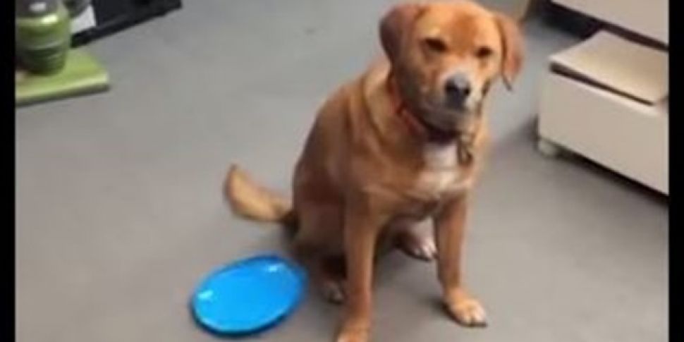 VIDEO: This compilation of dog...