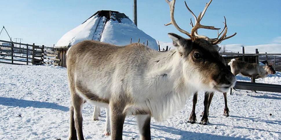 Reindeer populations are decli...