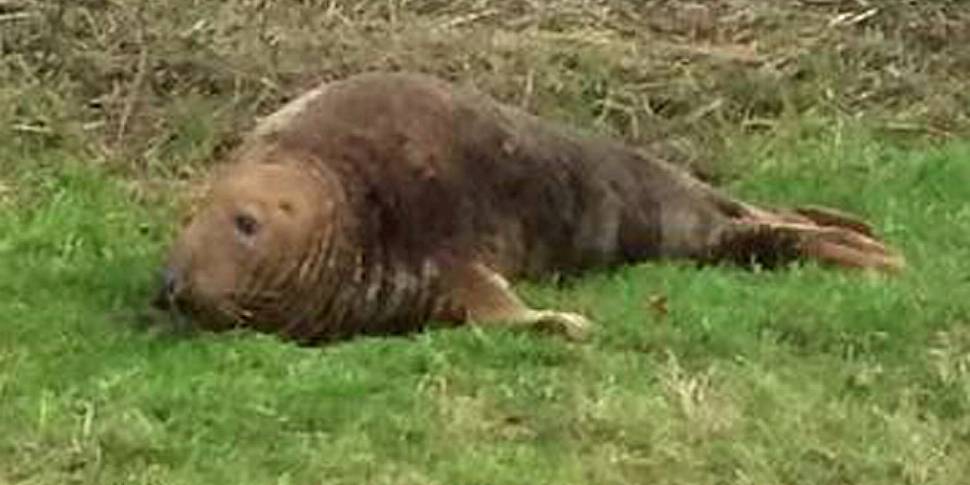 Dumbledore, the seal found in...