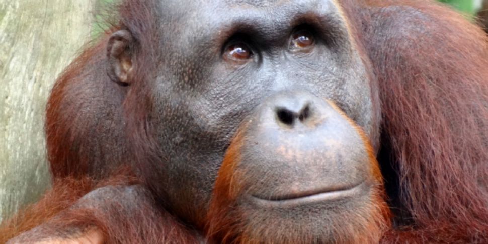 Sandra the orangutan to be fre...