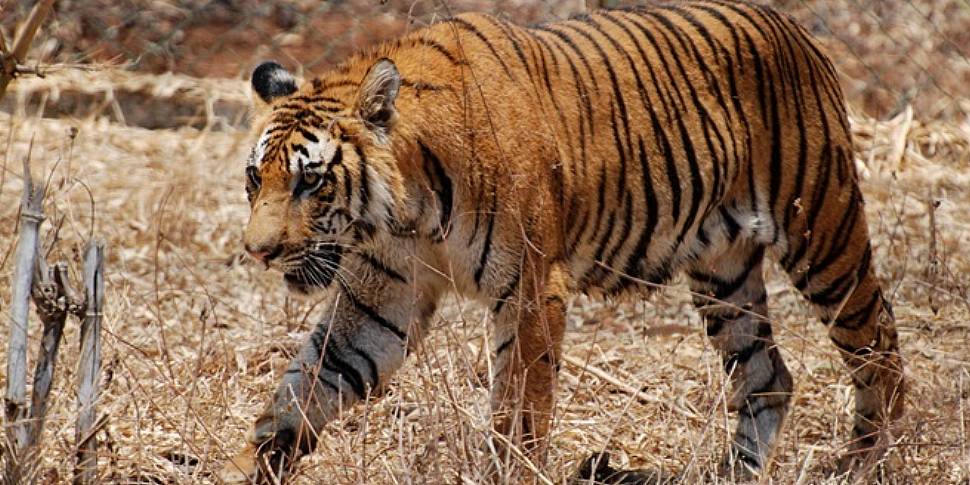 Tiger shot dead after killing...