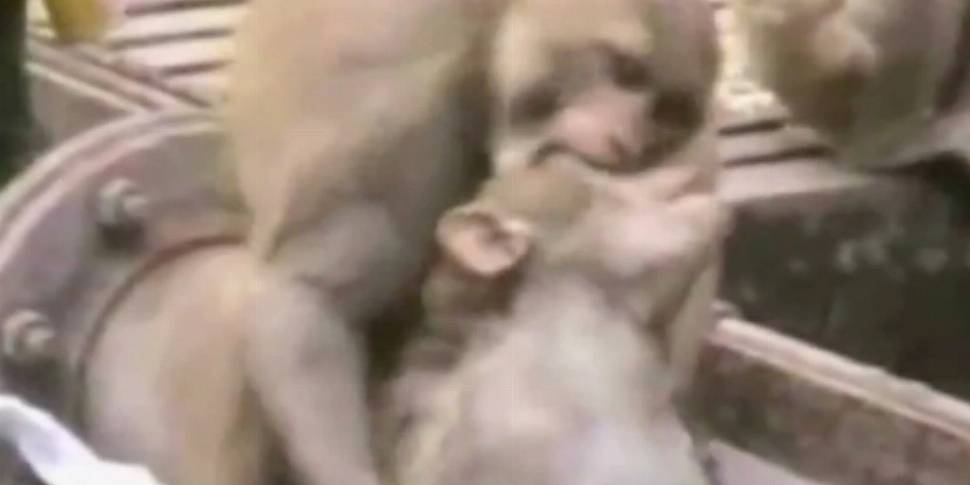 VIDEO: Heroic monkey saves ele...