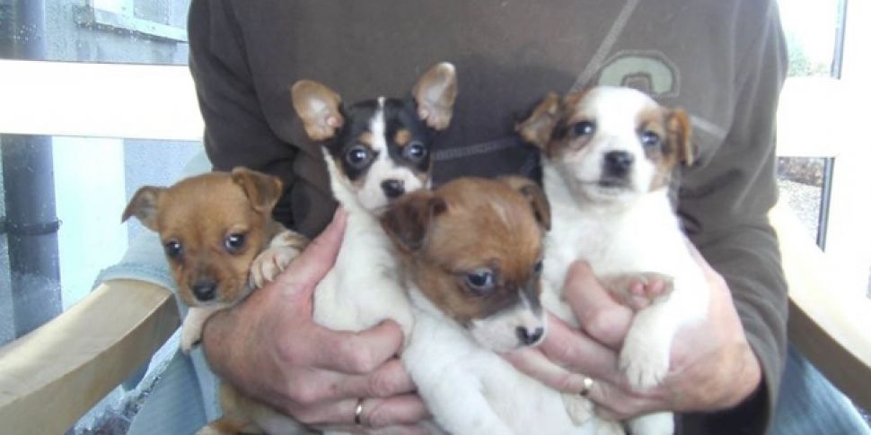 Four Jack Russell puppies aban...