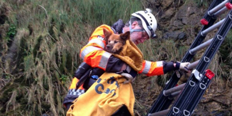 Howth Coast Guard rescue dog t...