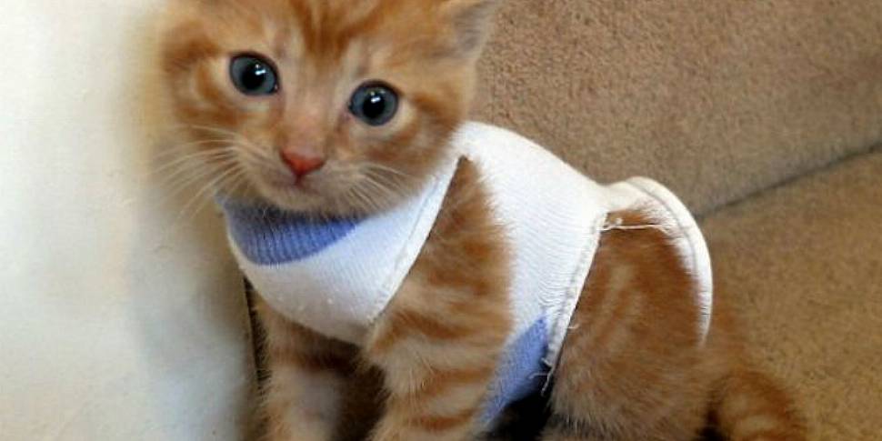 Uber introduces new kitten del...