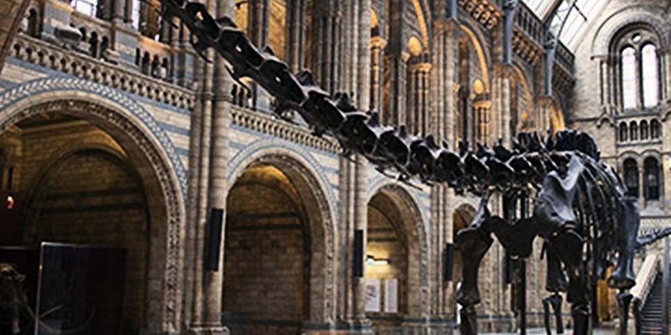 natural history museum dippy replacement