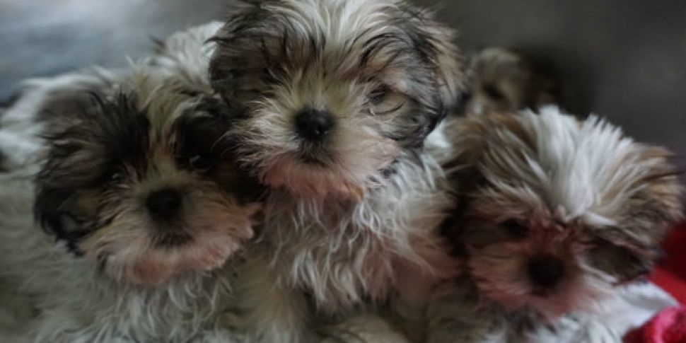 116 puppies seized at Dublin P...