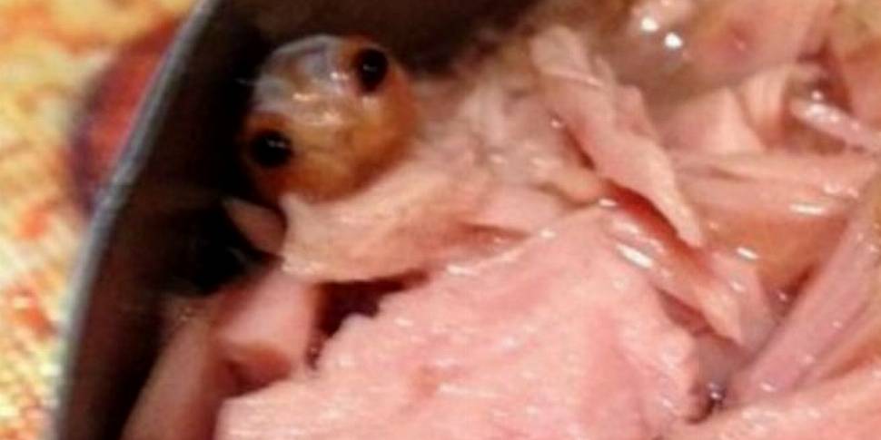 Mystery creature found in tuna...