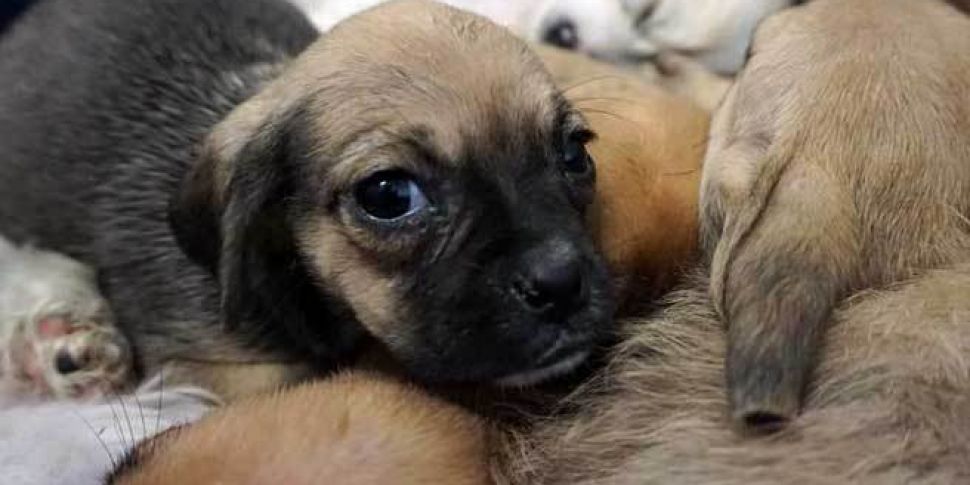 VIDEO: 116 puppies being cared...