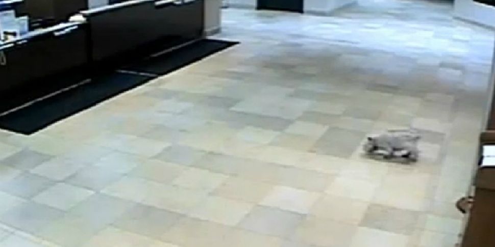 VIDEO: Dog sneaks into hospita...